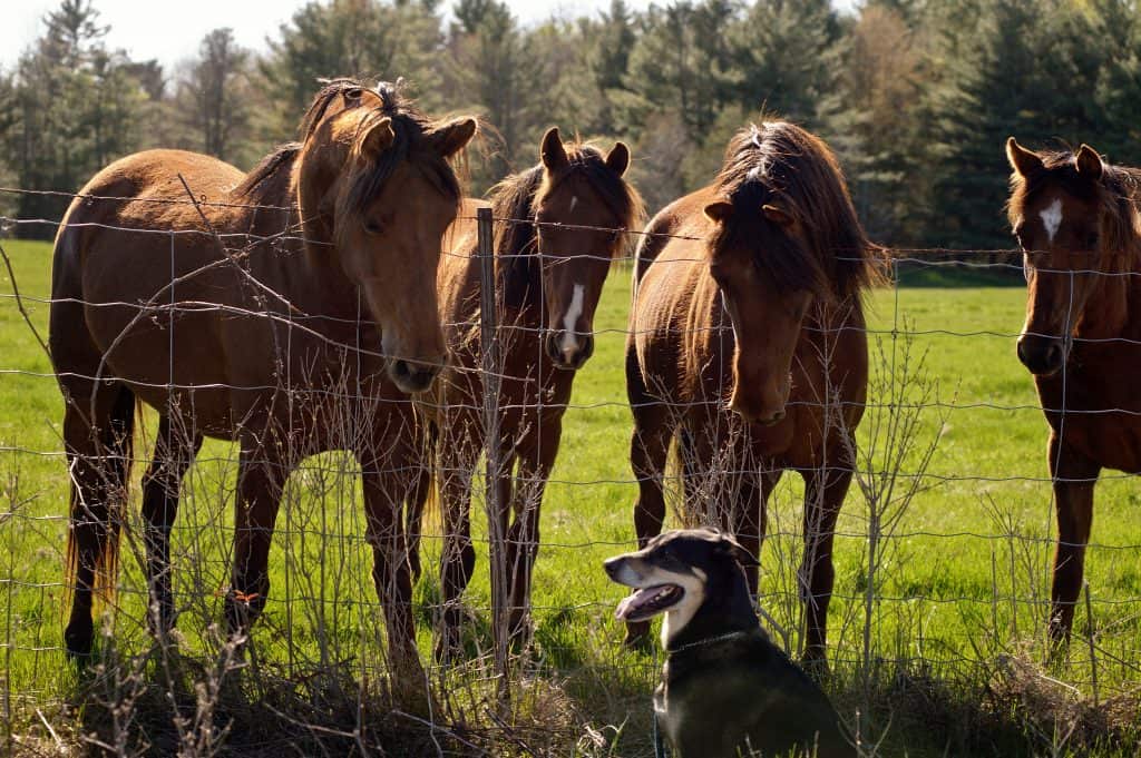 20 Pictures Of Horses Hanging Out With Dogs And Cats