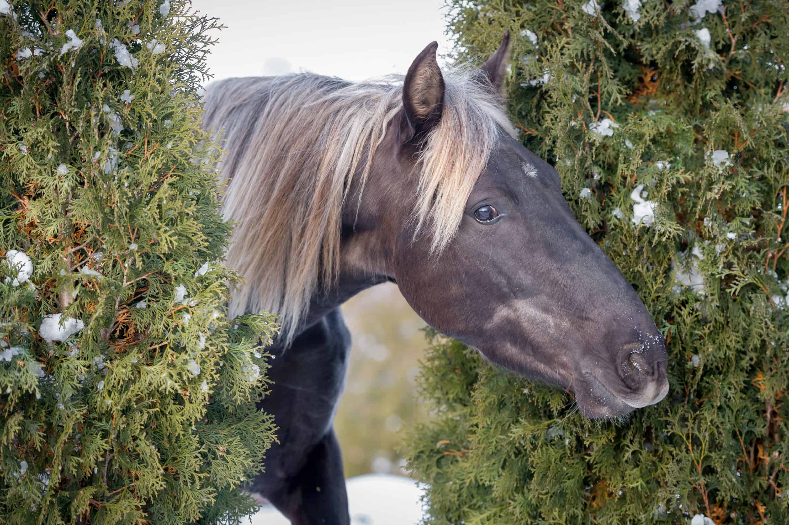 Rocky Mountain horse of silvery-black color in wintwr