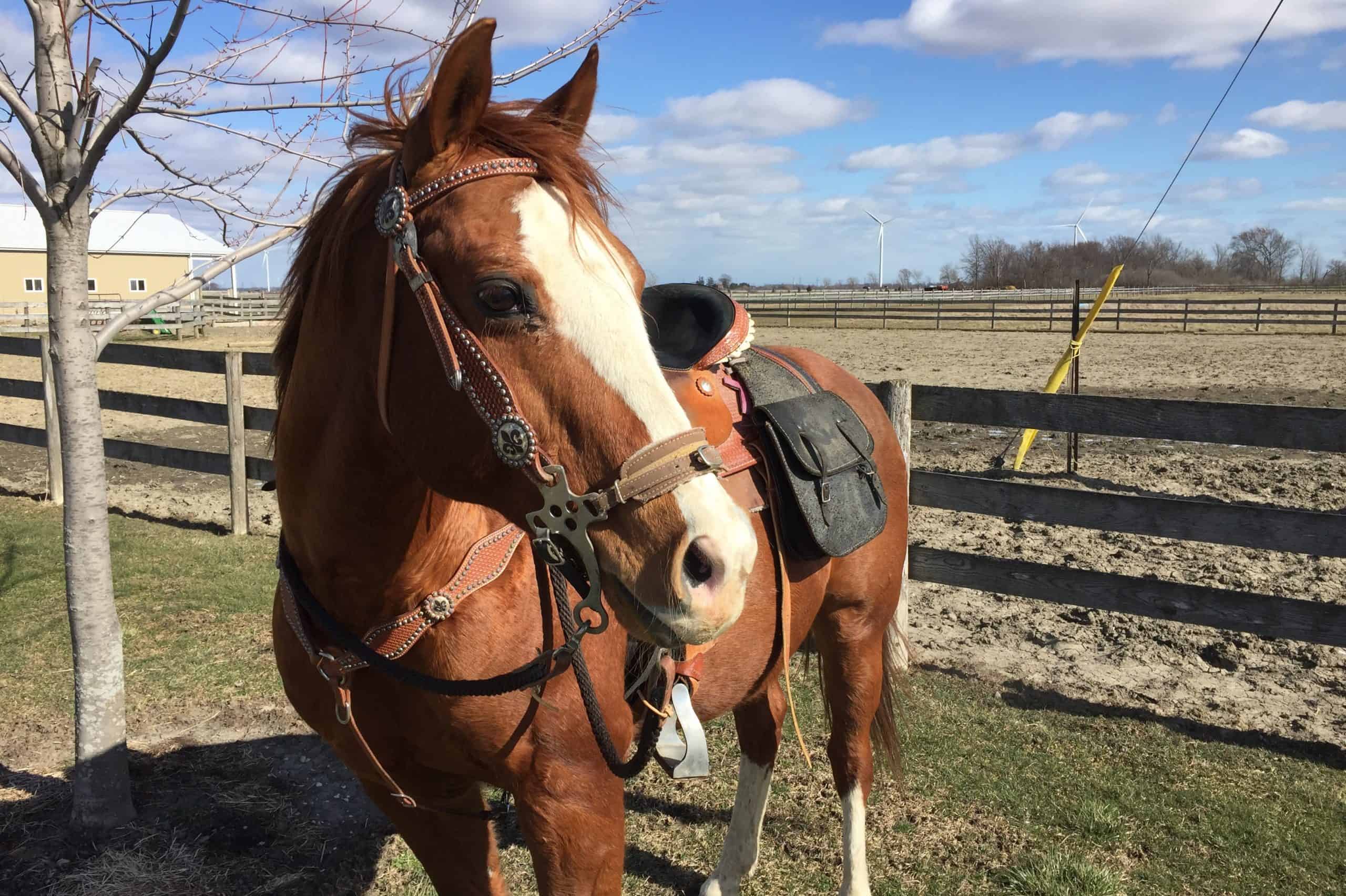 How Much Does a Quarter Horse Weigh 