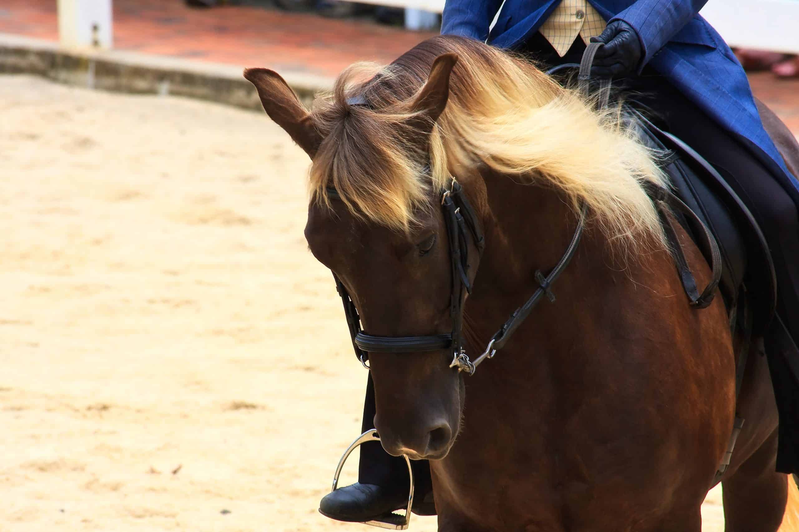 Rocky Mountain Horse breed being ridden