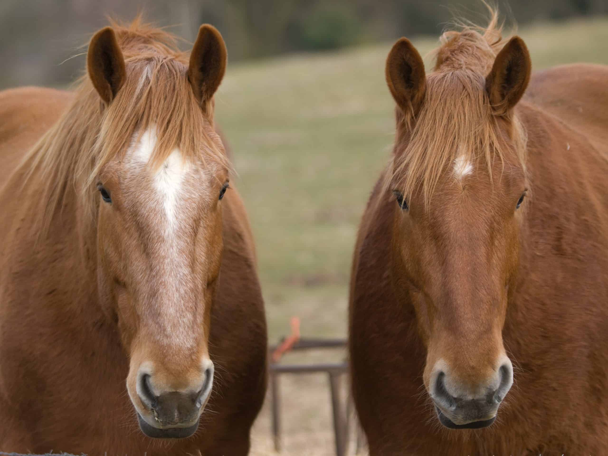 Two Suffolk Punch horses stand together outside in the paddock.