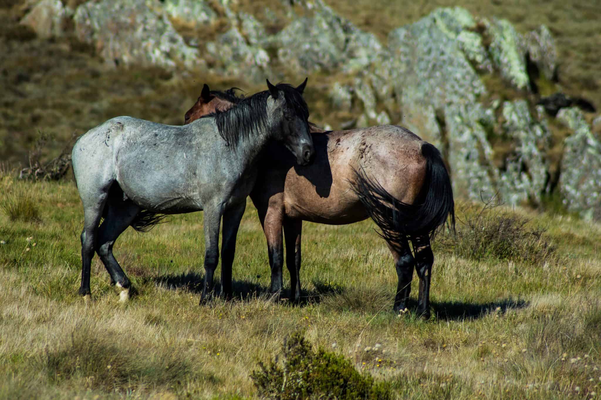 All About The Brumby: Australia's Controversial Feral Horse