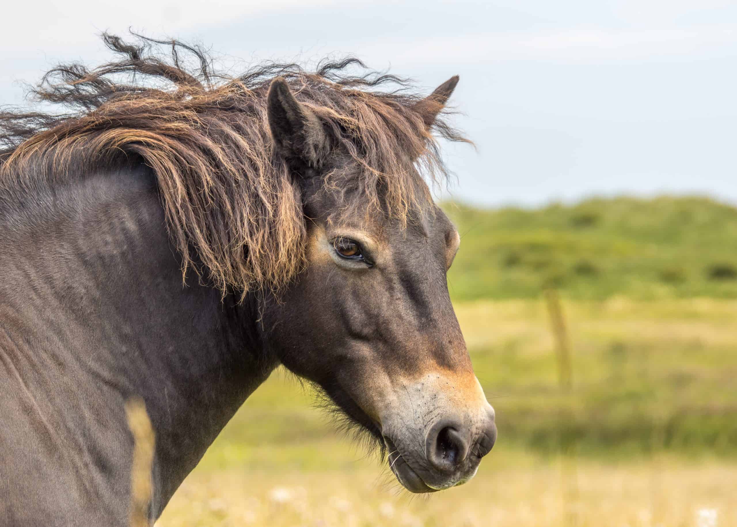 endangered horse breeds exmoor pony