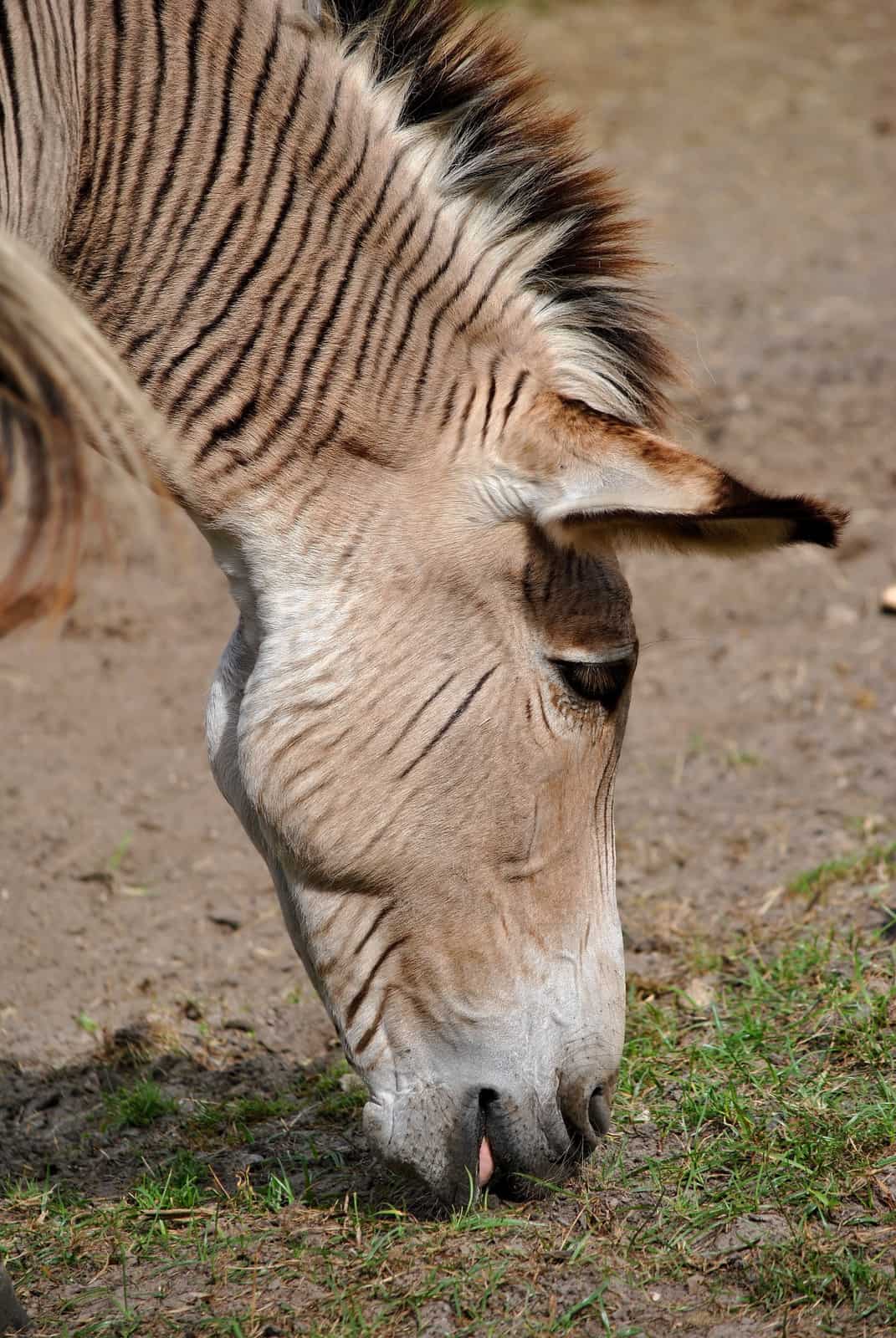 zebra horse hybrid