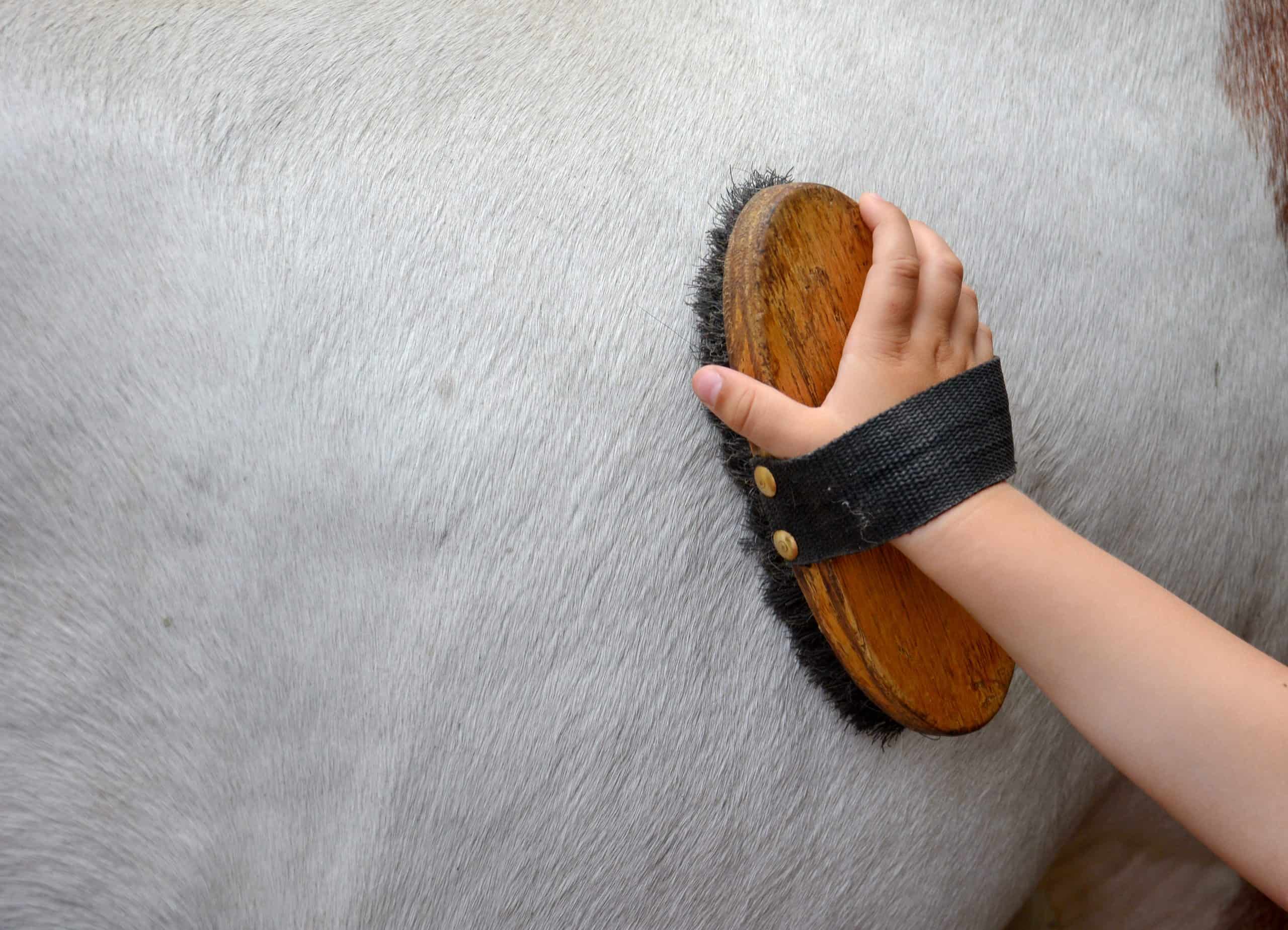 horse grooming kit