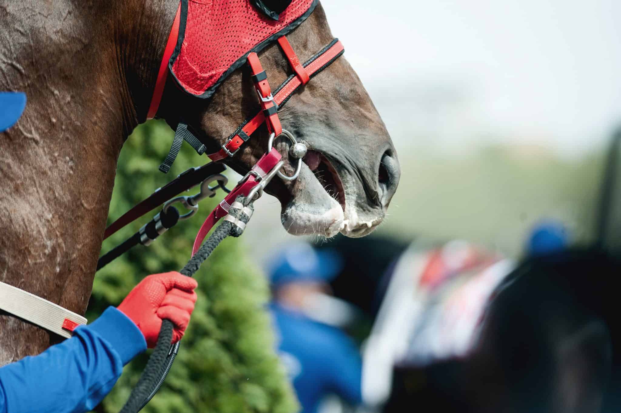 Is Horse Racing Cruel?