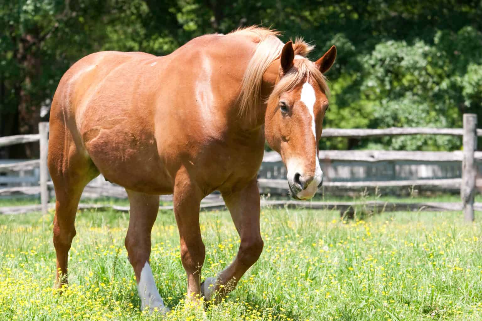 How Much Does The Average Horse Weigh?