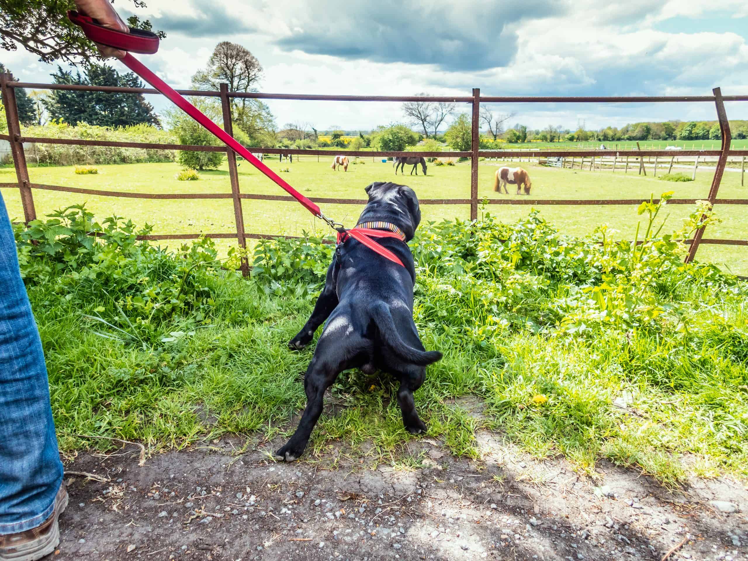 horses smarter than dogs