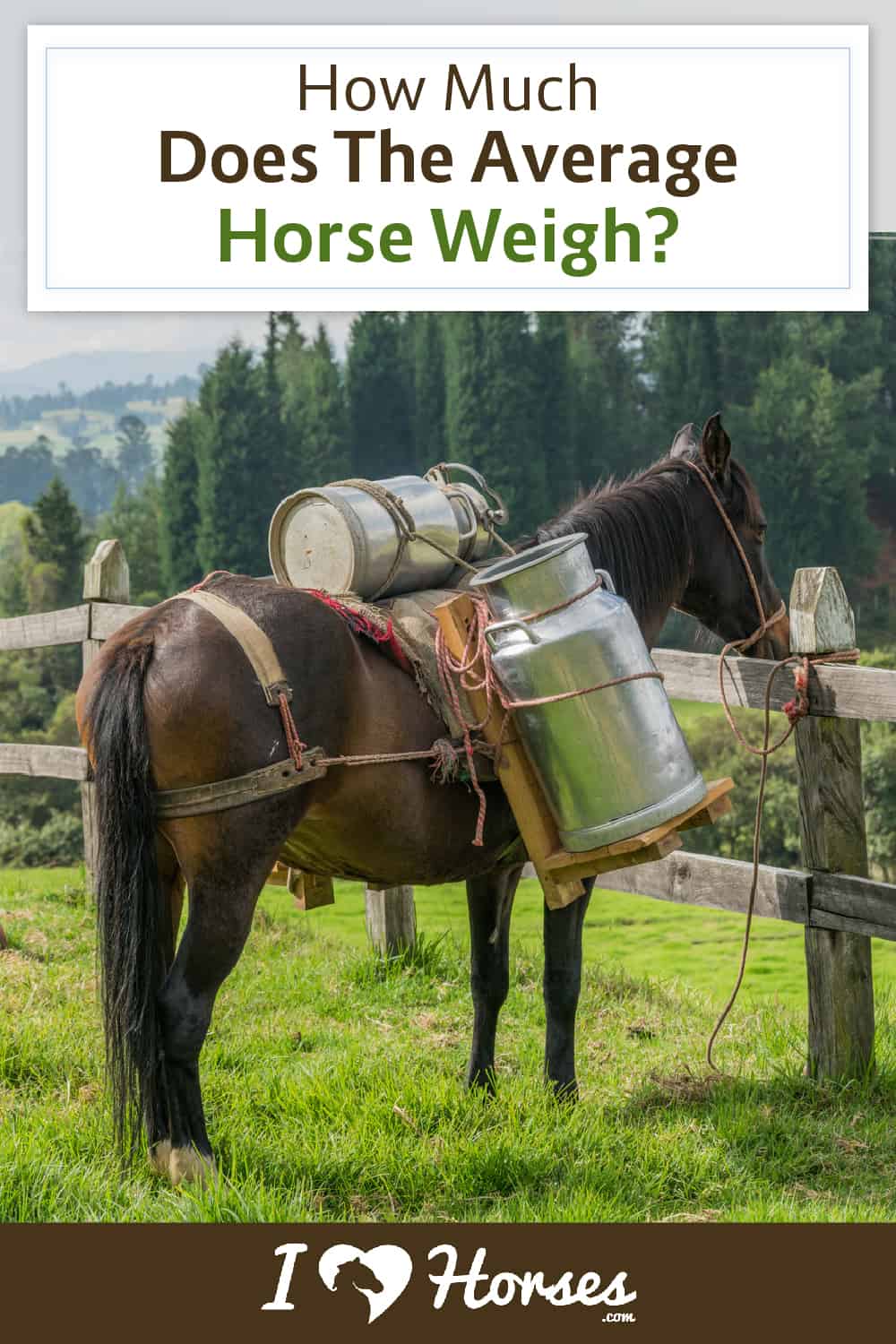 how much do horses weigh