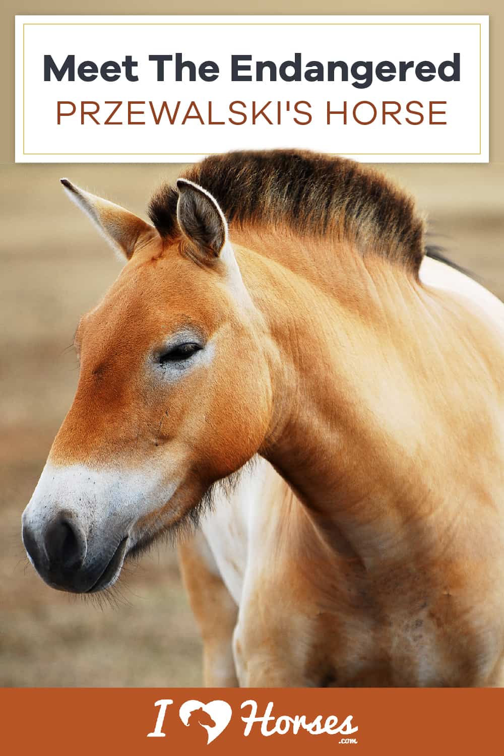 Przewalski's Horse 