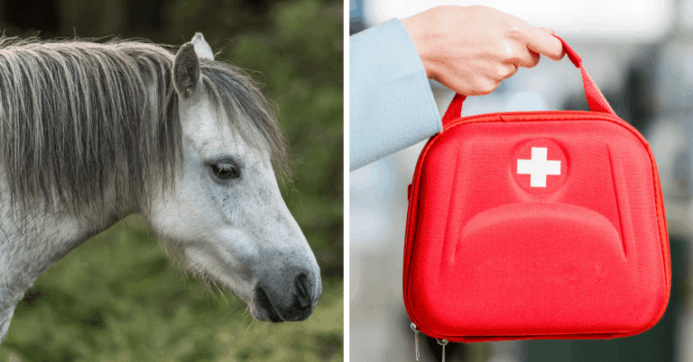 horse first aid kit vet tech