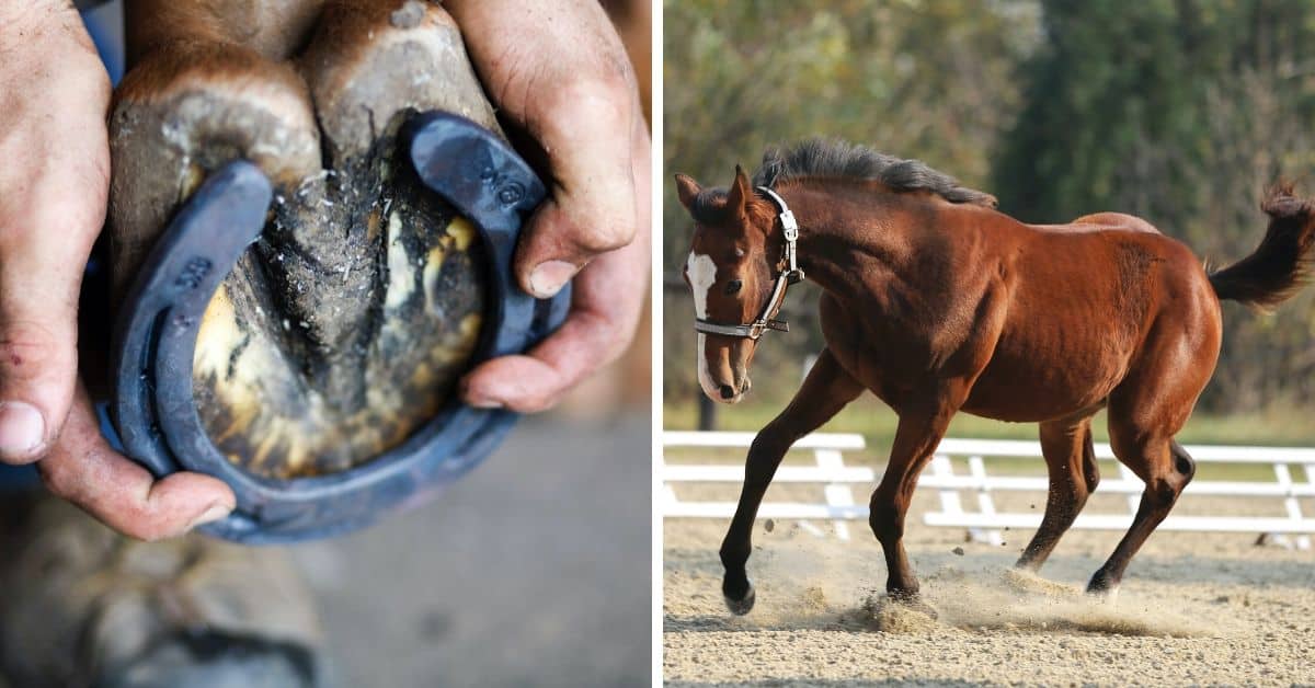 Why does a horse need shoes? - Equestrian Surfaces Ltd 