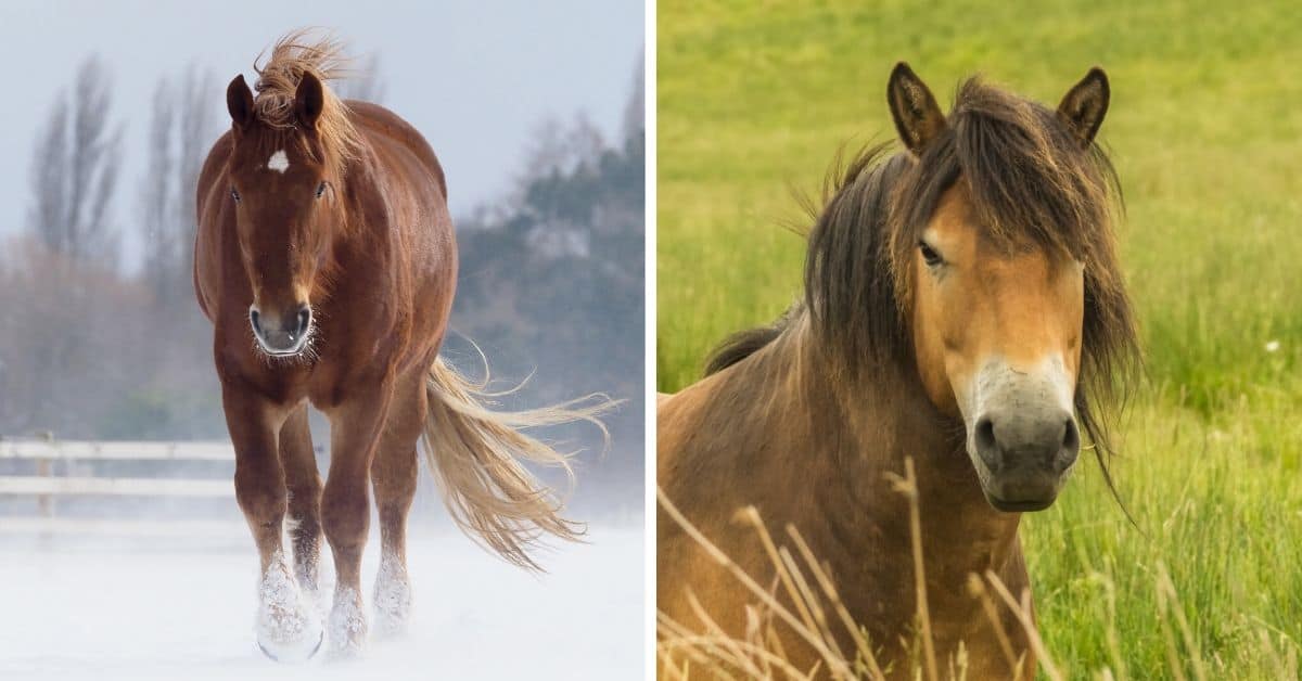 most endangered horse breeds