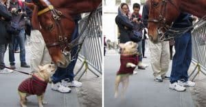 dog meets police horse