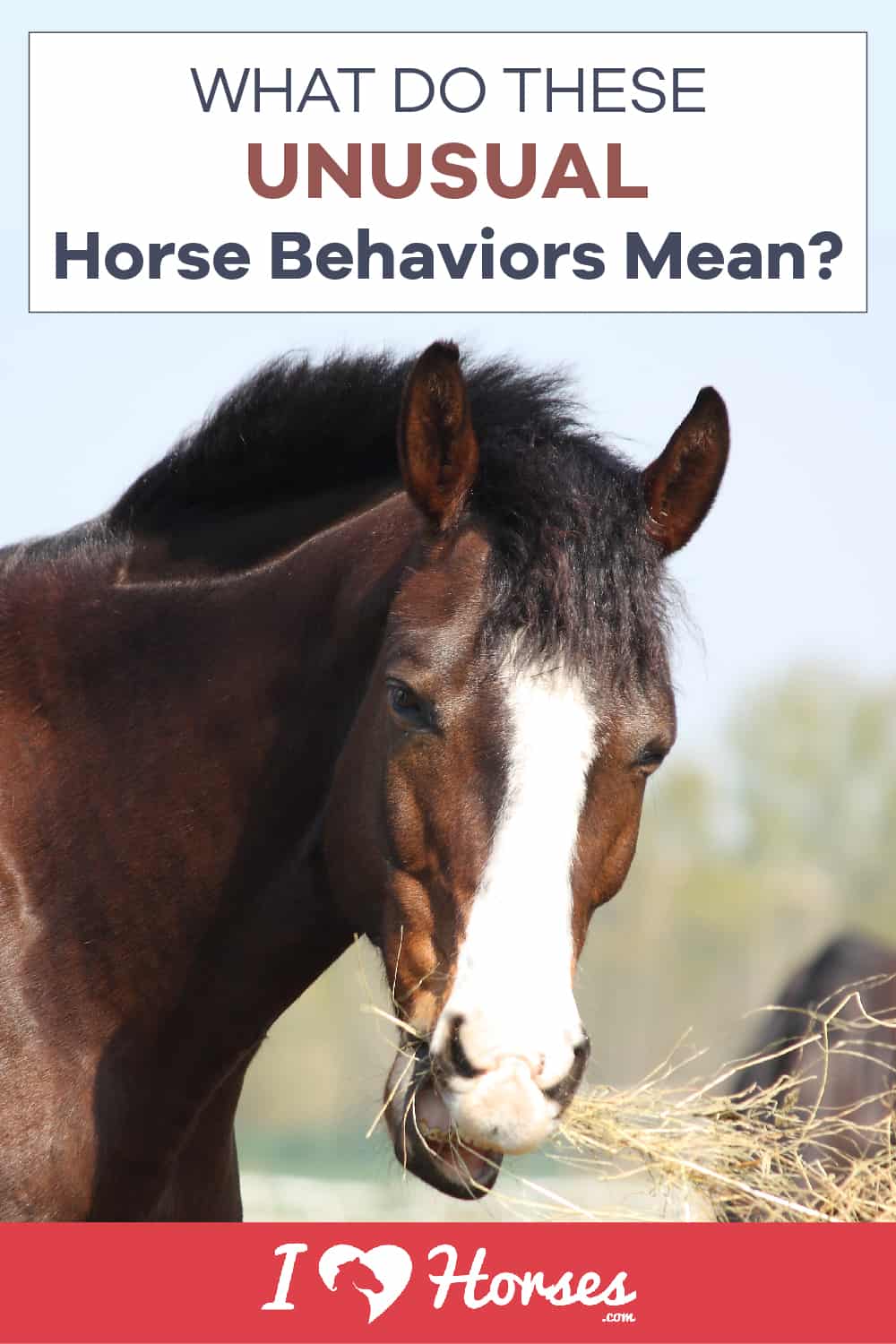 unusual horse behavior