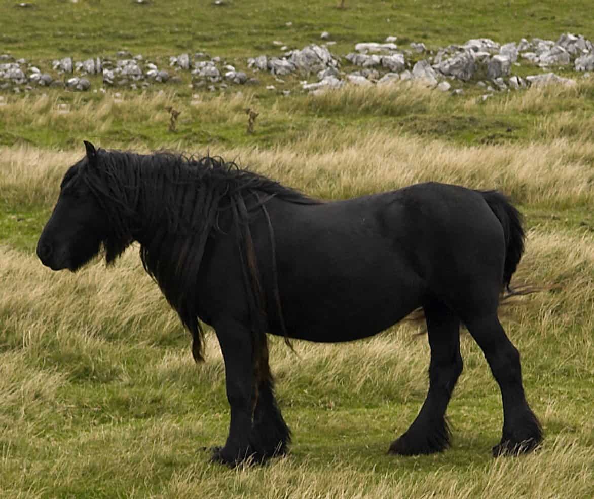 dales pony endangered horse breeds