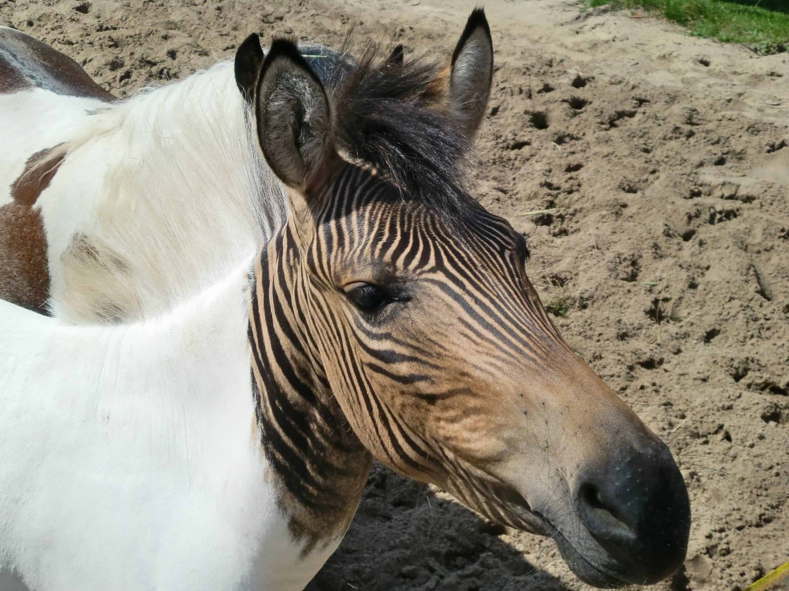 donkey zebra horse