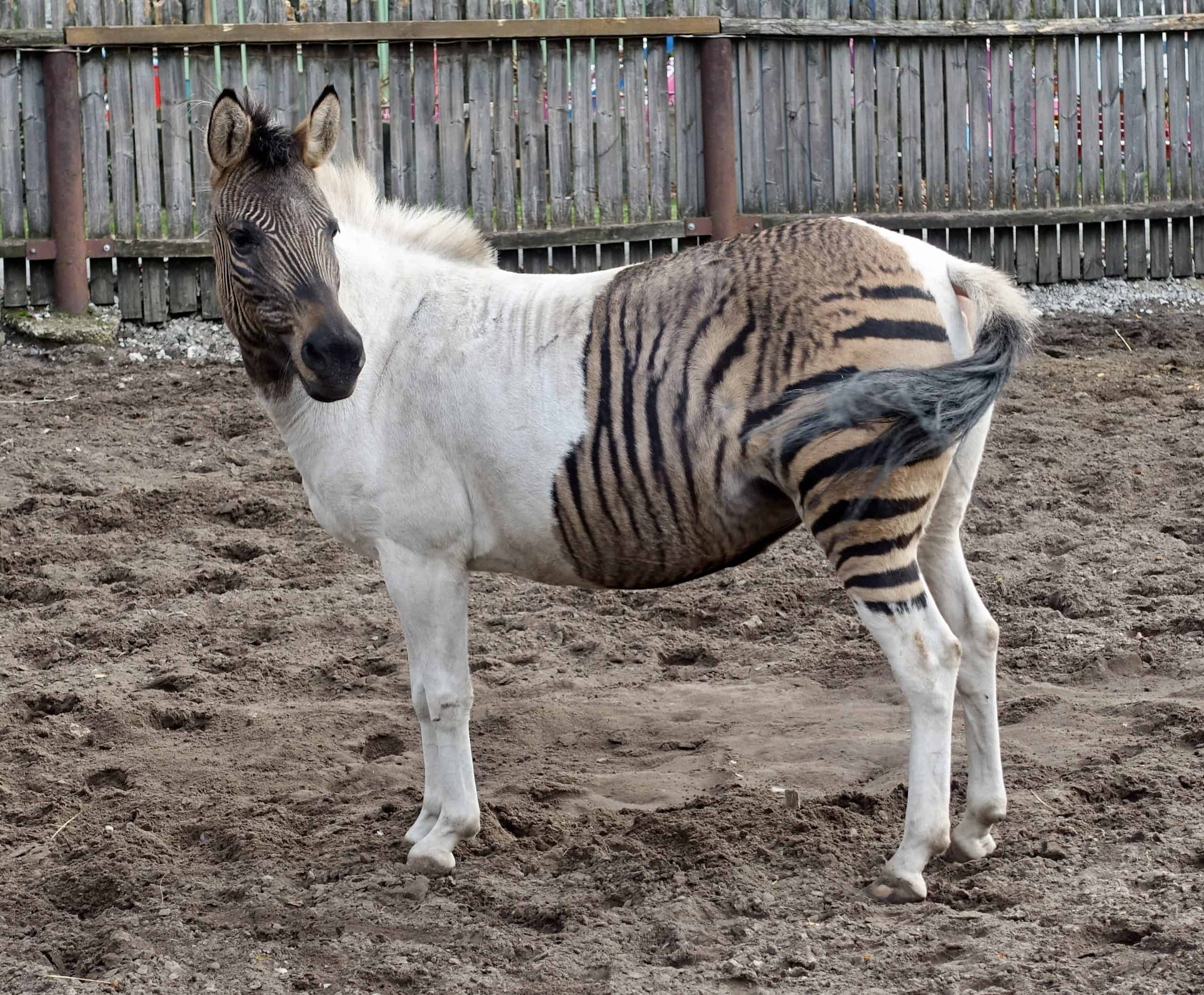 All About The Zorse And Other Zebra Hybrids