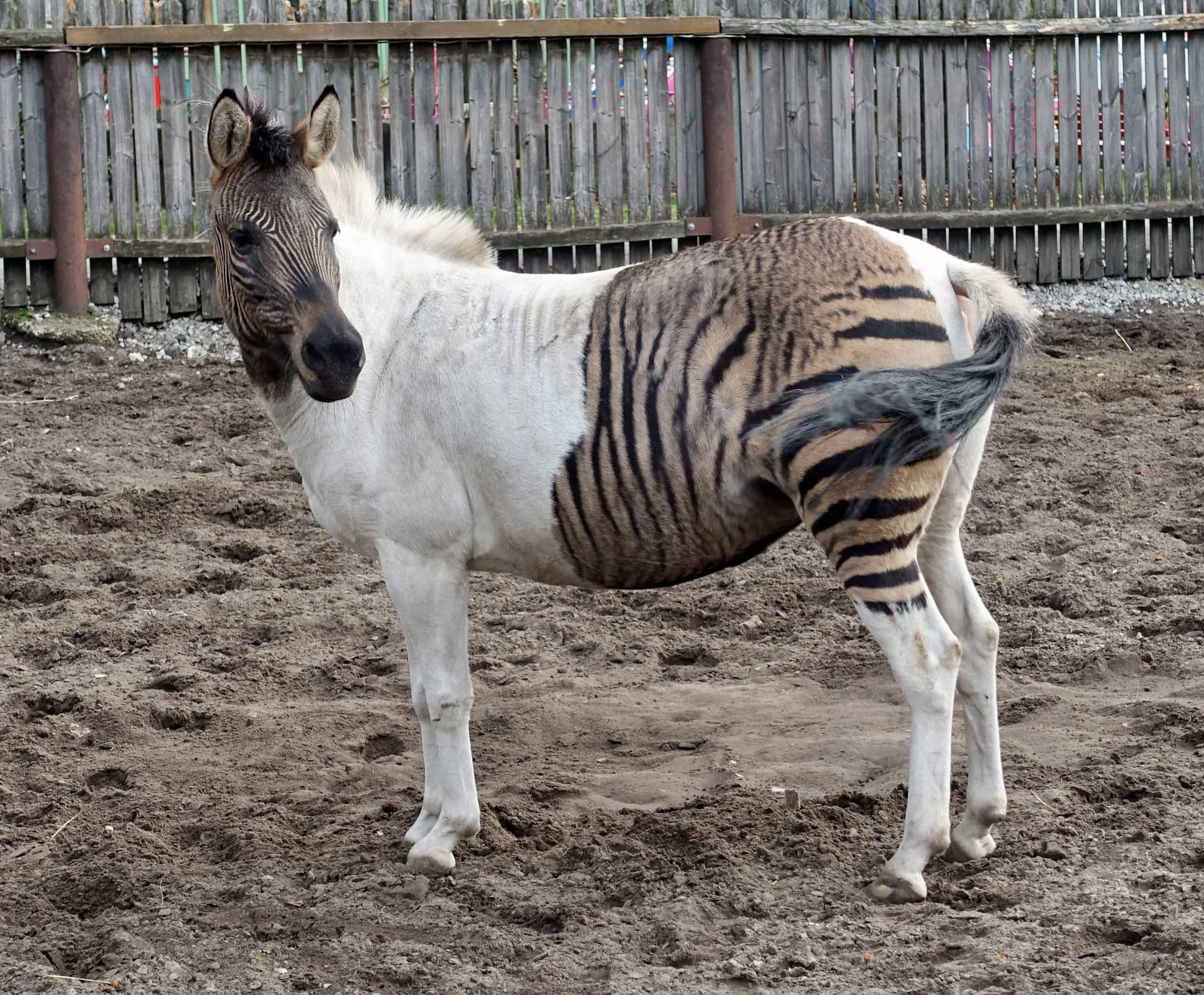 Zebra Donkey Hybrid