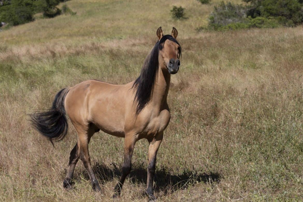 Meet The Real-Life Mustang That Inspired 'Spirit: Stallion of the Cimarron'