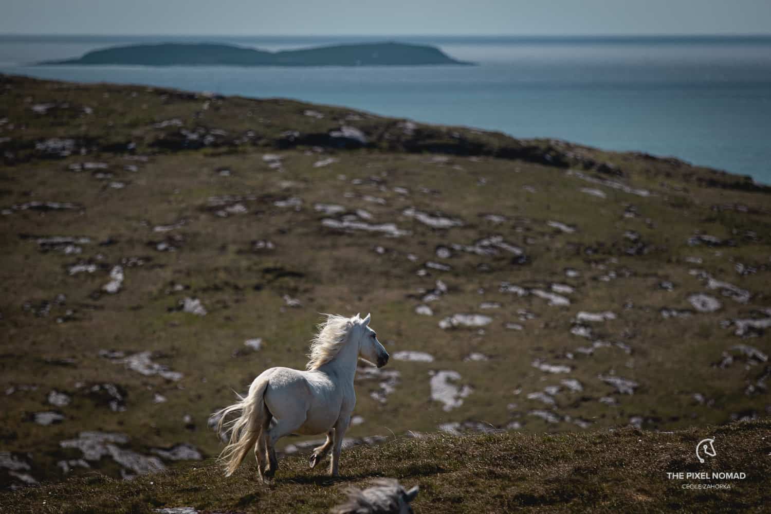 Highland Pony — The Pixel Nomad