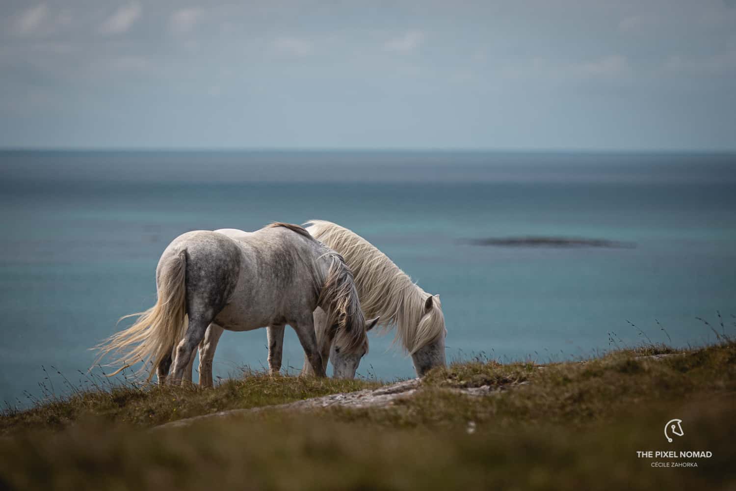 Highland Pony — The Pixel Nomad