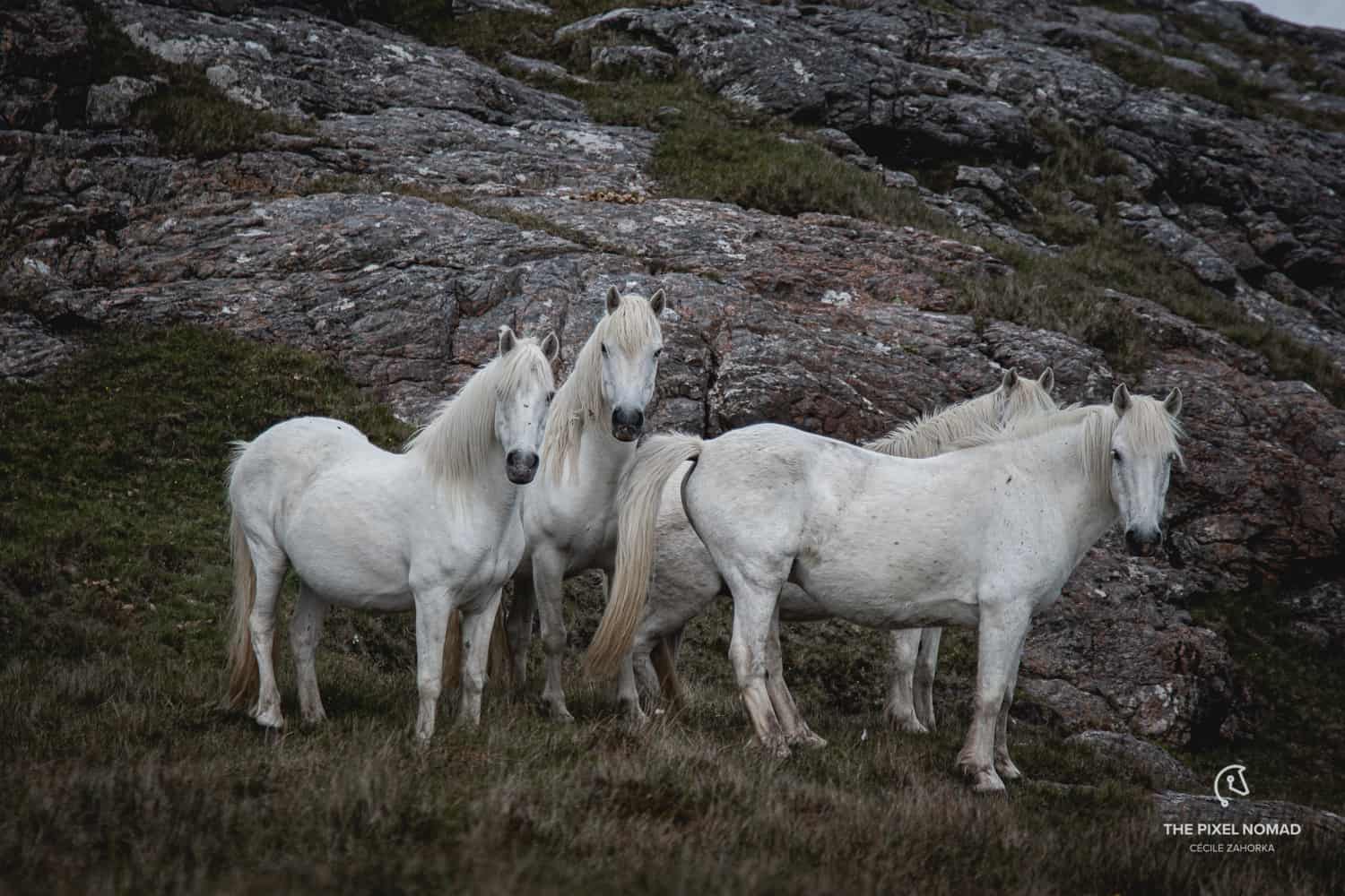 Highland Pony — The Pixel Nomad