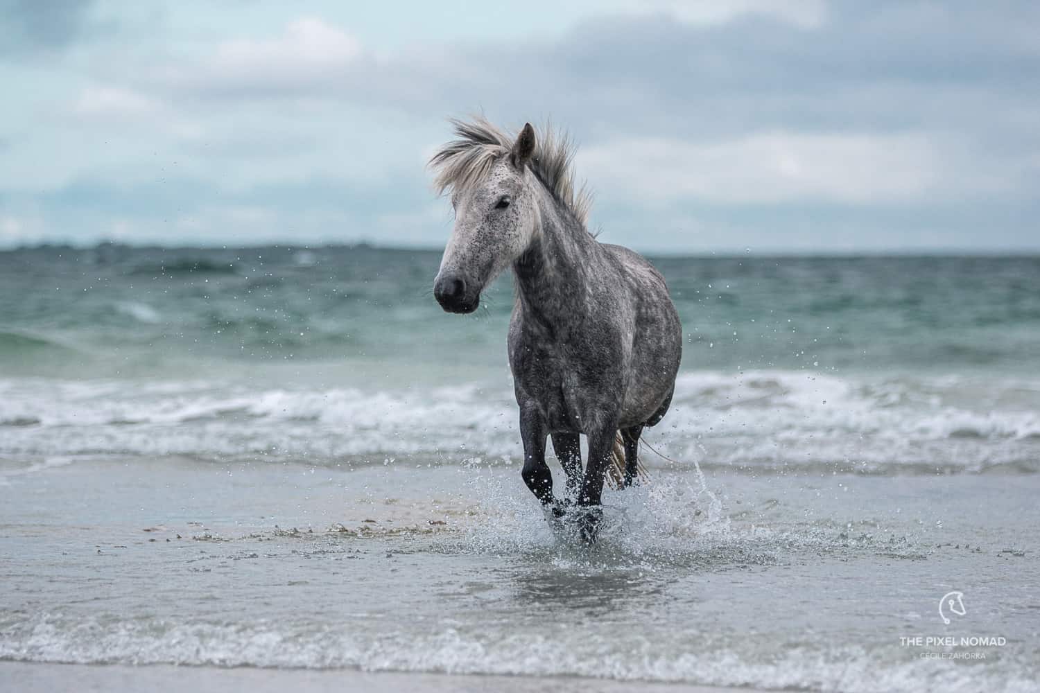 Highland Pony — The Pixel Nomad