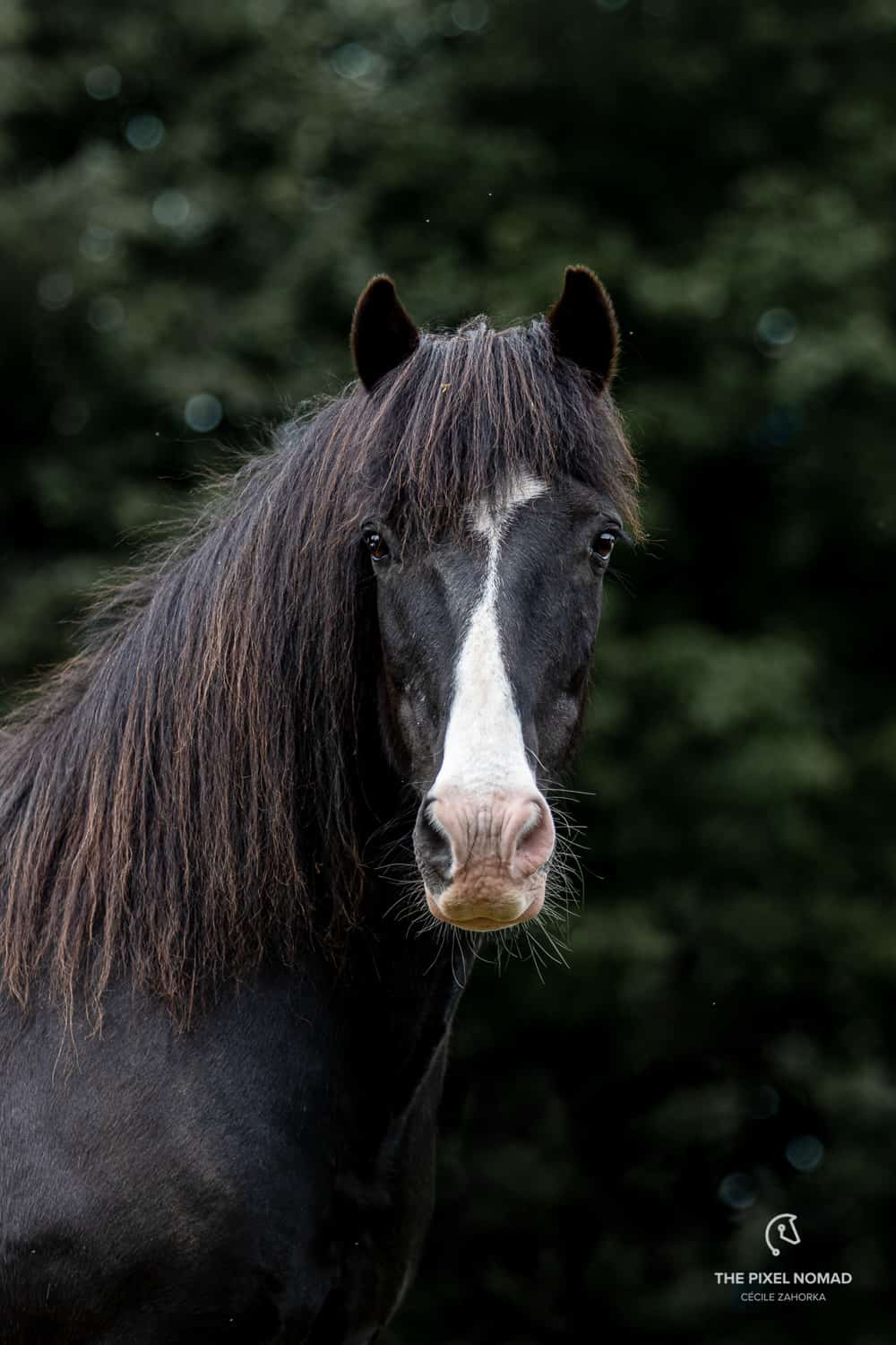 Highland Pony — The Pixel Nomad