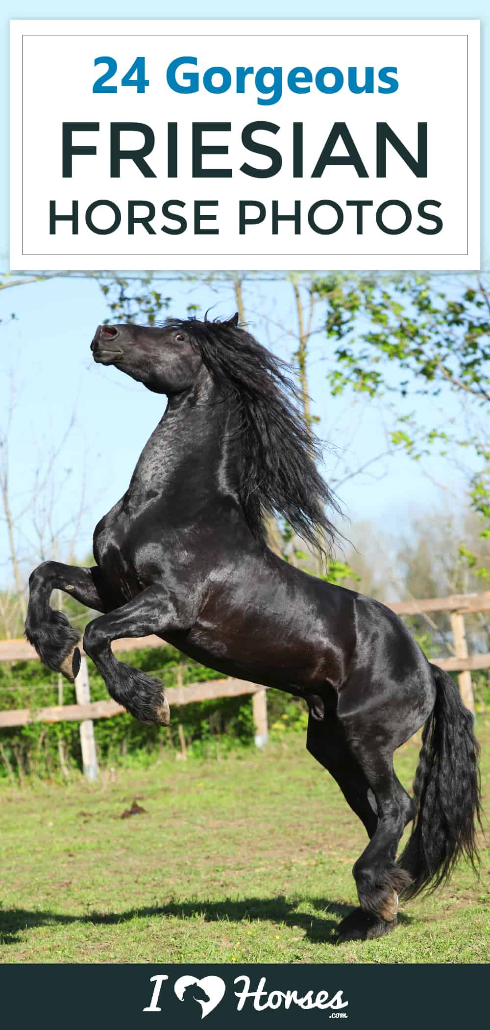 24 Gorgeous Friesian Horse Photos