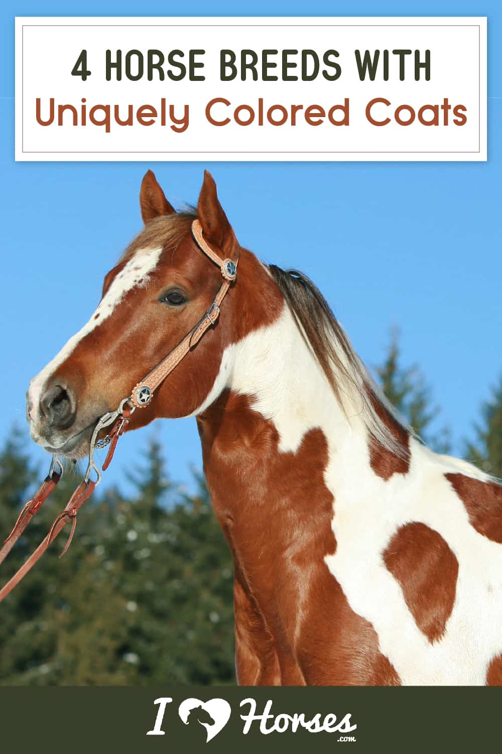 4 Horse Breeds With Uniquely Colored Coats