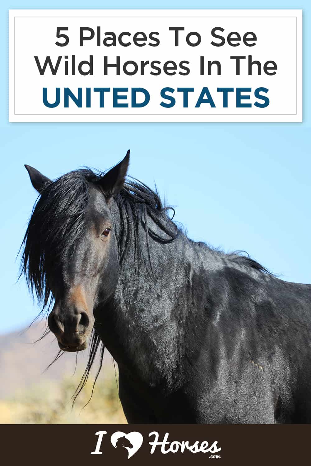 5 Places To See Wild Horses In The United States