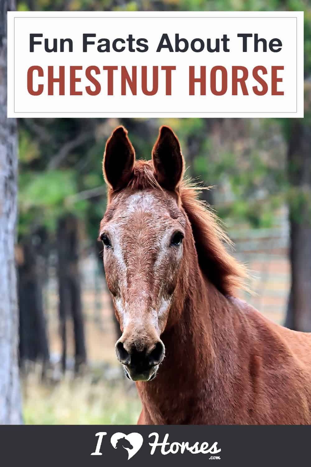 All About The Chestnut Horse