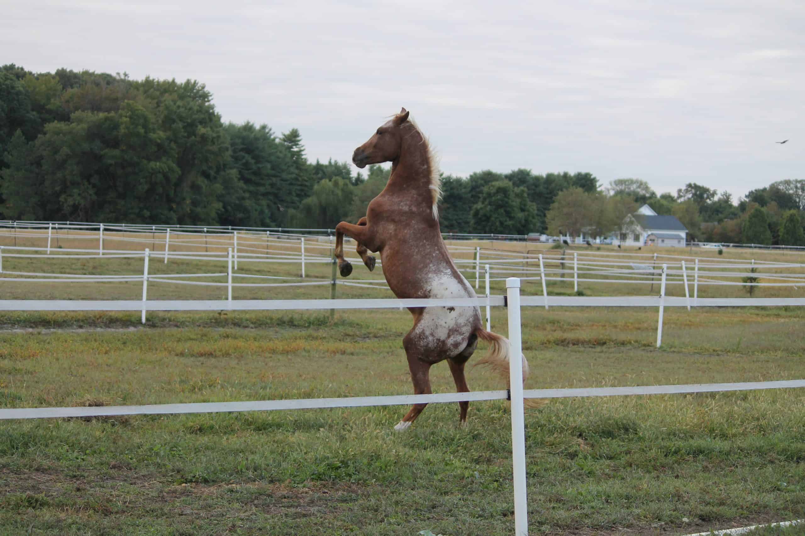 Frisky young Appaloosa horse rears up on hind legs in fenced pasture. White electric fencing separates the pastures.