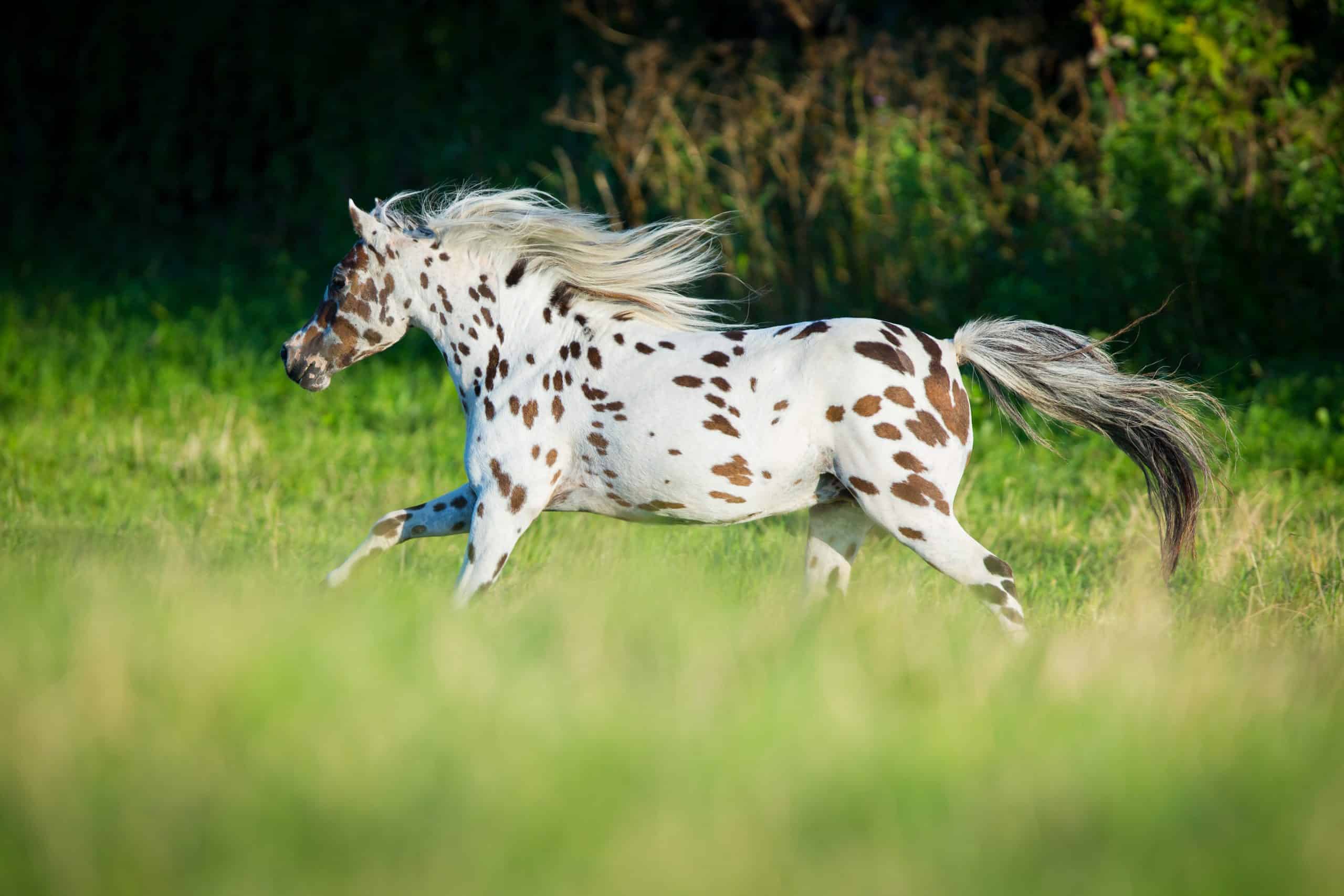 appaloosa spotted horse breed