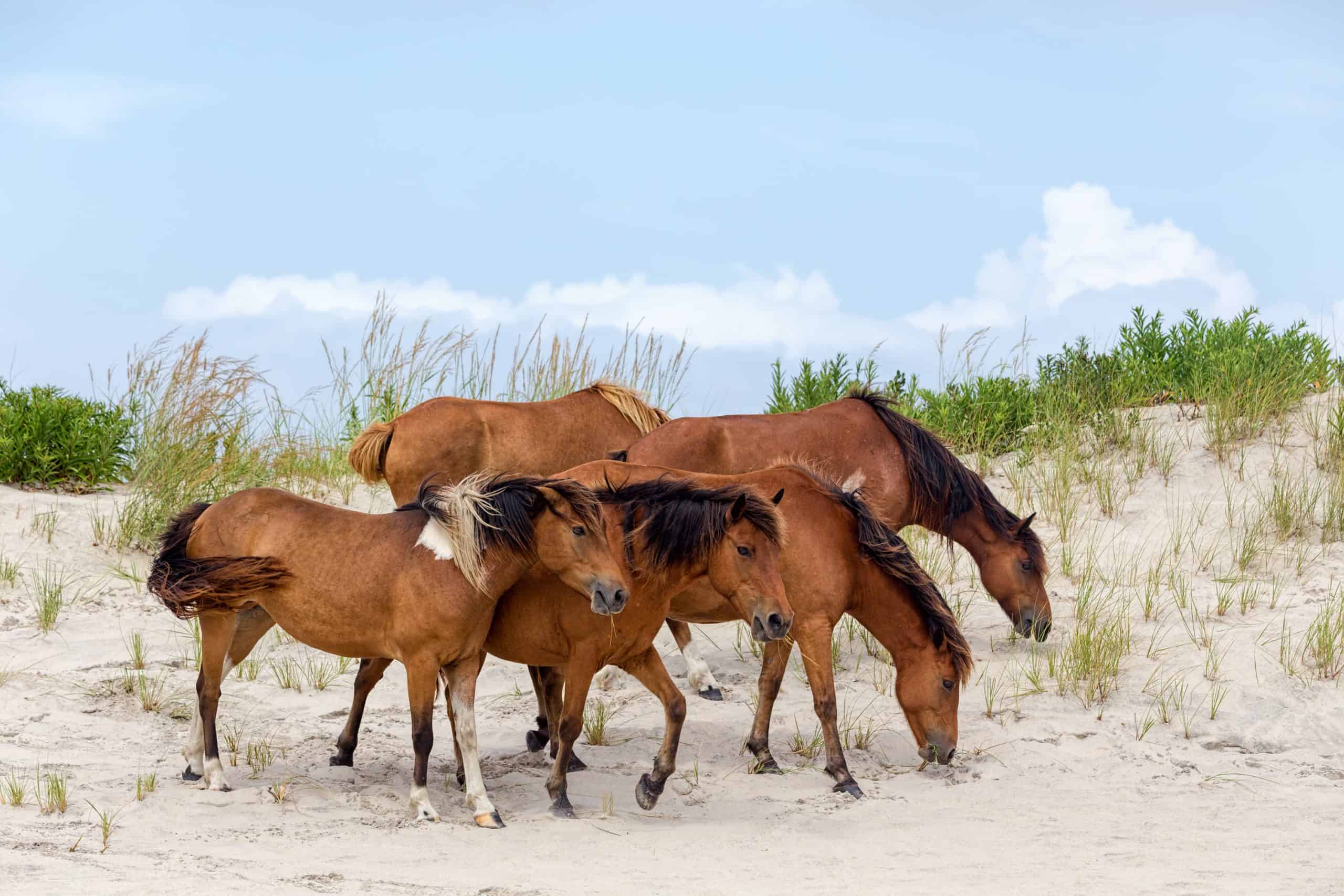 where do wild wild horses live