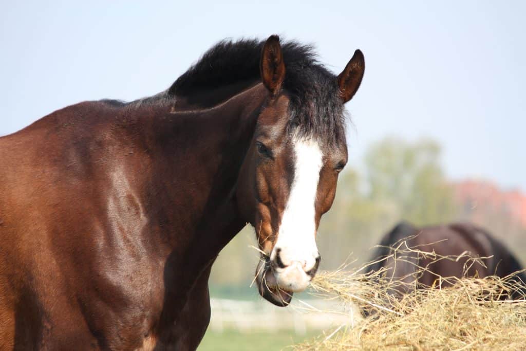 Beautiful bay latvian breed horse eating dry hay on sunny day