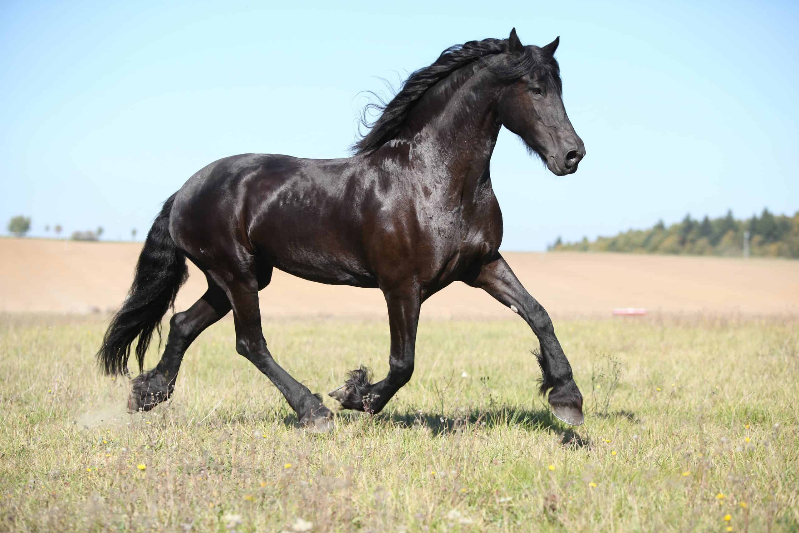 Black friesian mare running