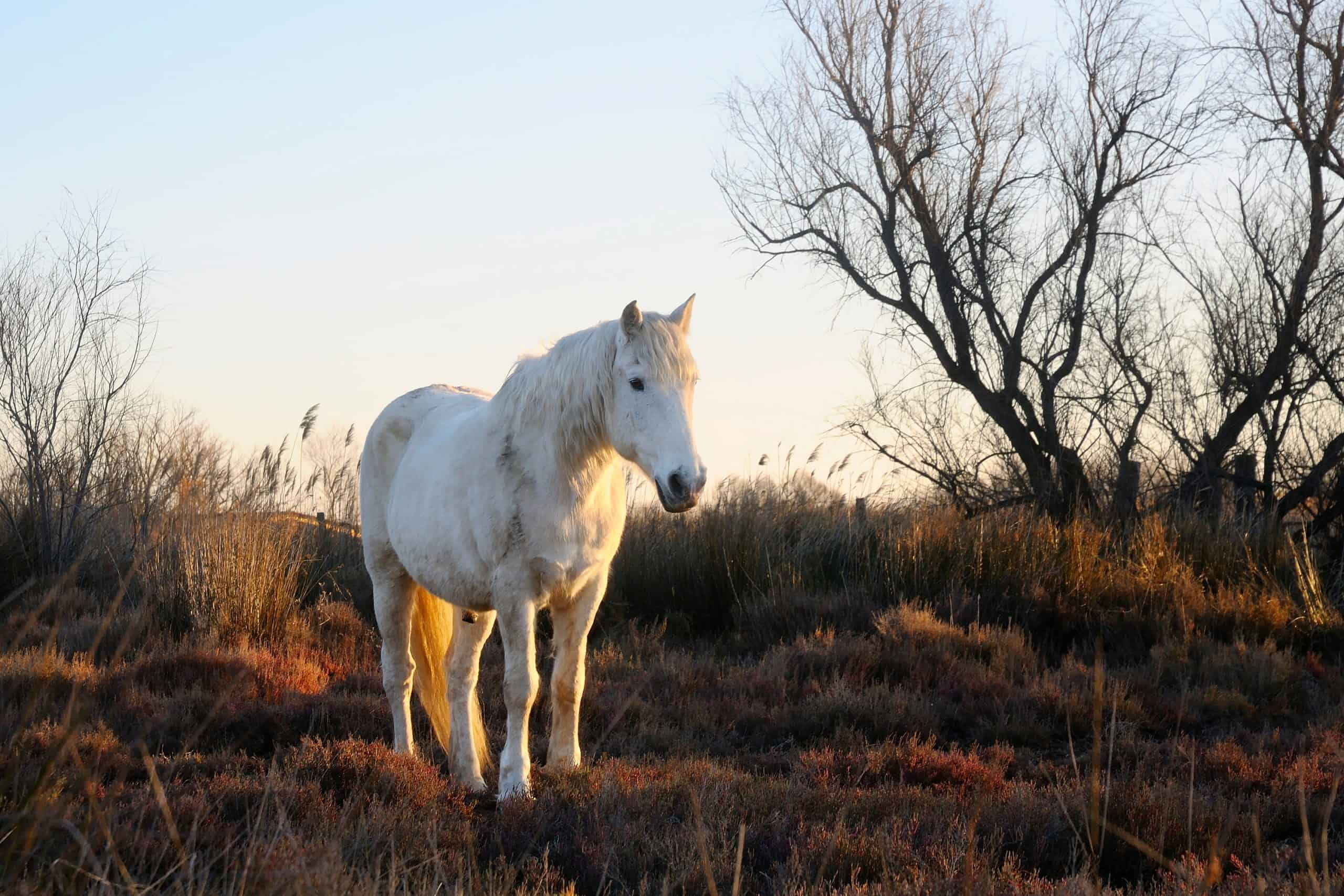 A white Camargue horse in a field.
