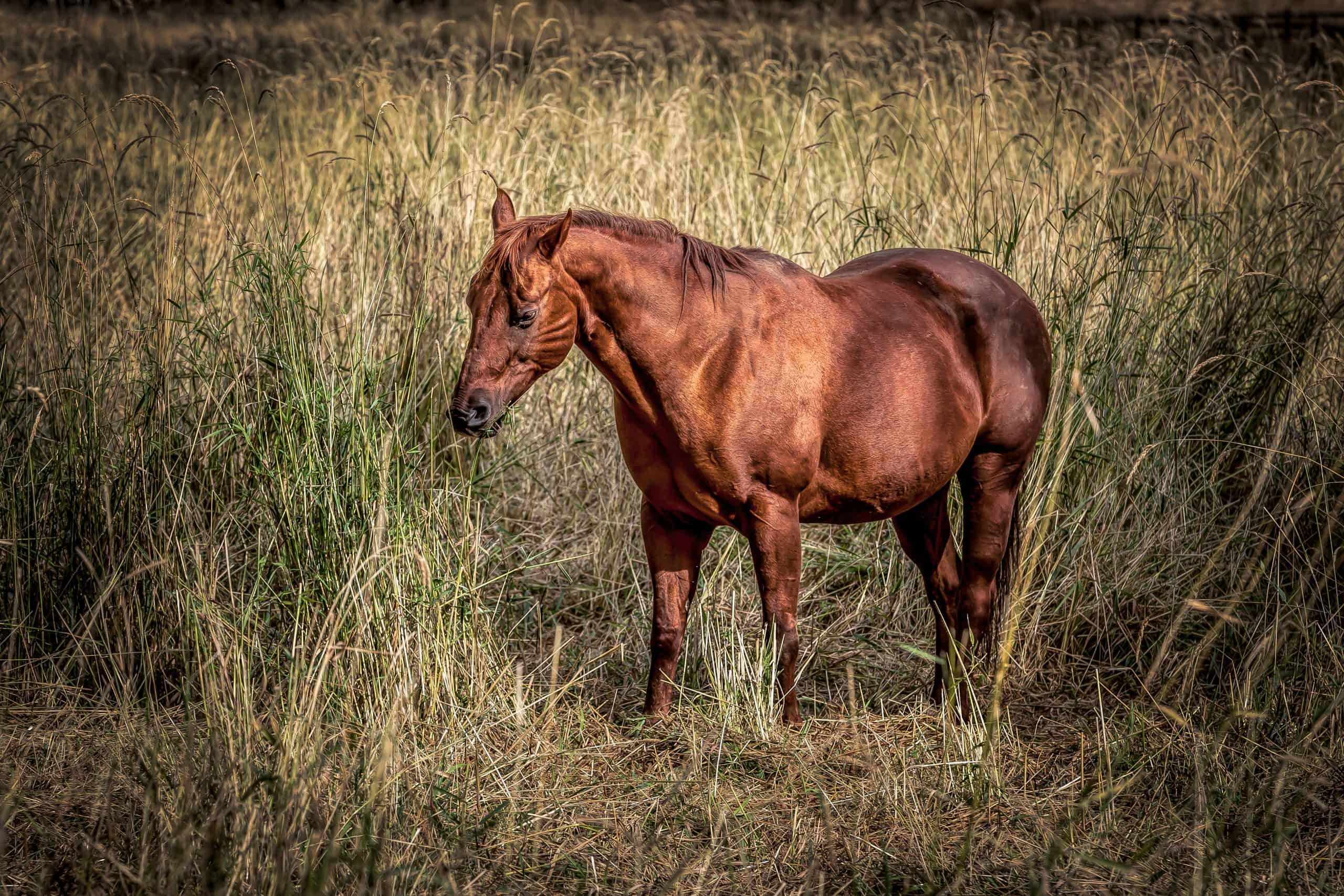 A beautiful chestnut color horse in a grassy field near Rathdrum, Idaho.