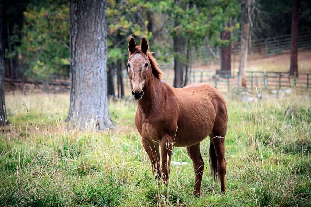 A chestnut colored horse stands in a grassy field in north Idaho.A chestnut colored horse stands in a grassy field in north Idaho.