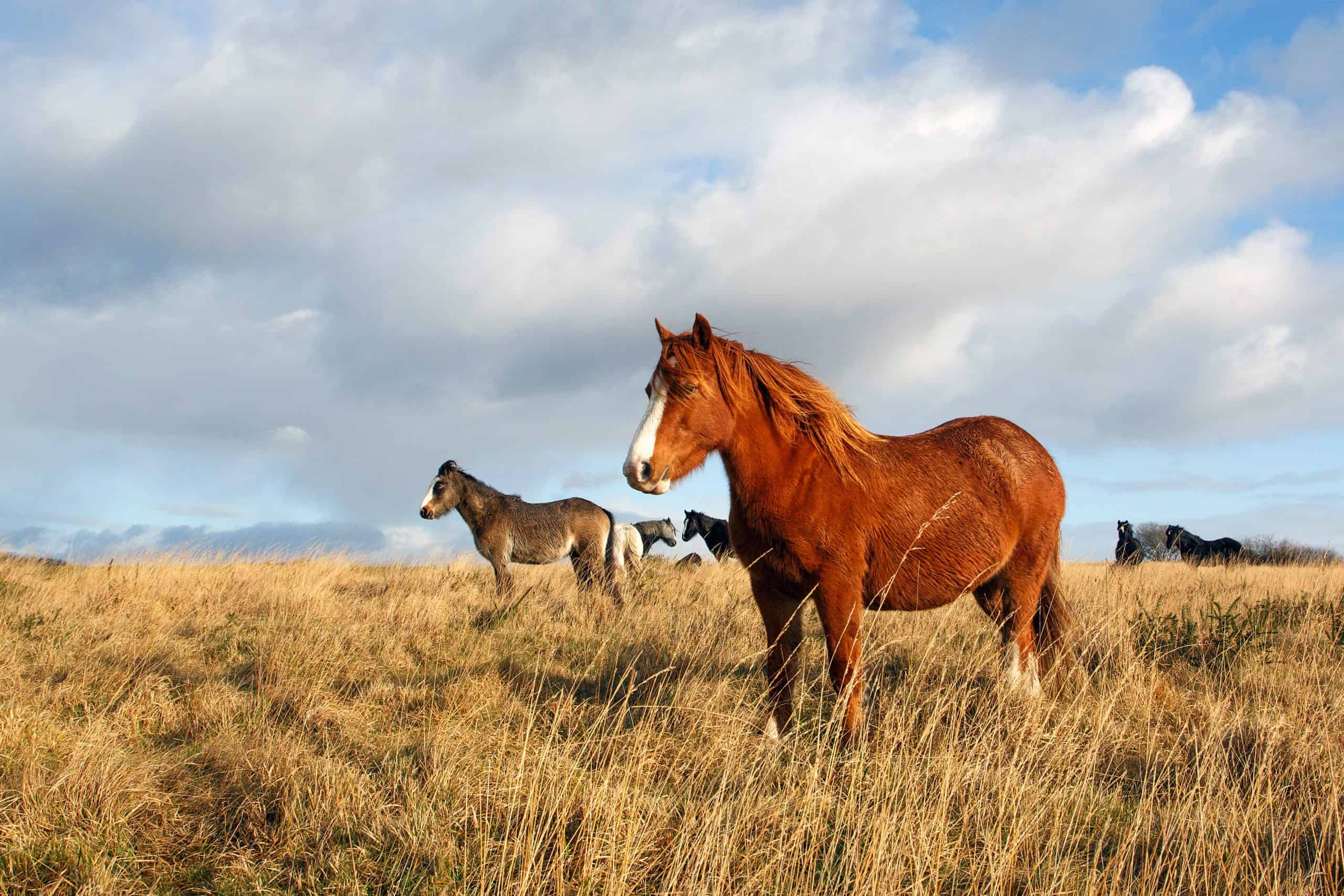 A Horse Standing near the Herd