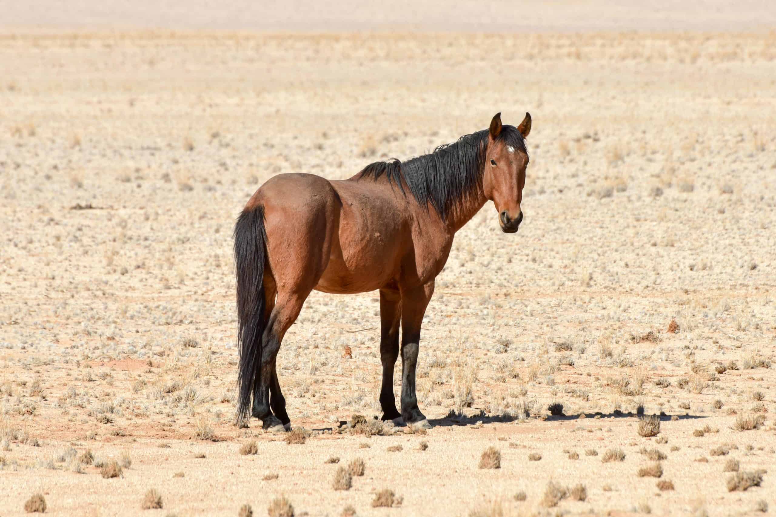Horses in the desert landscape of Namibia.