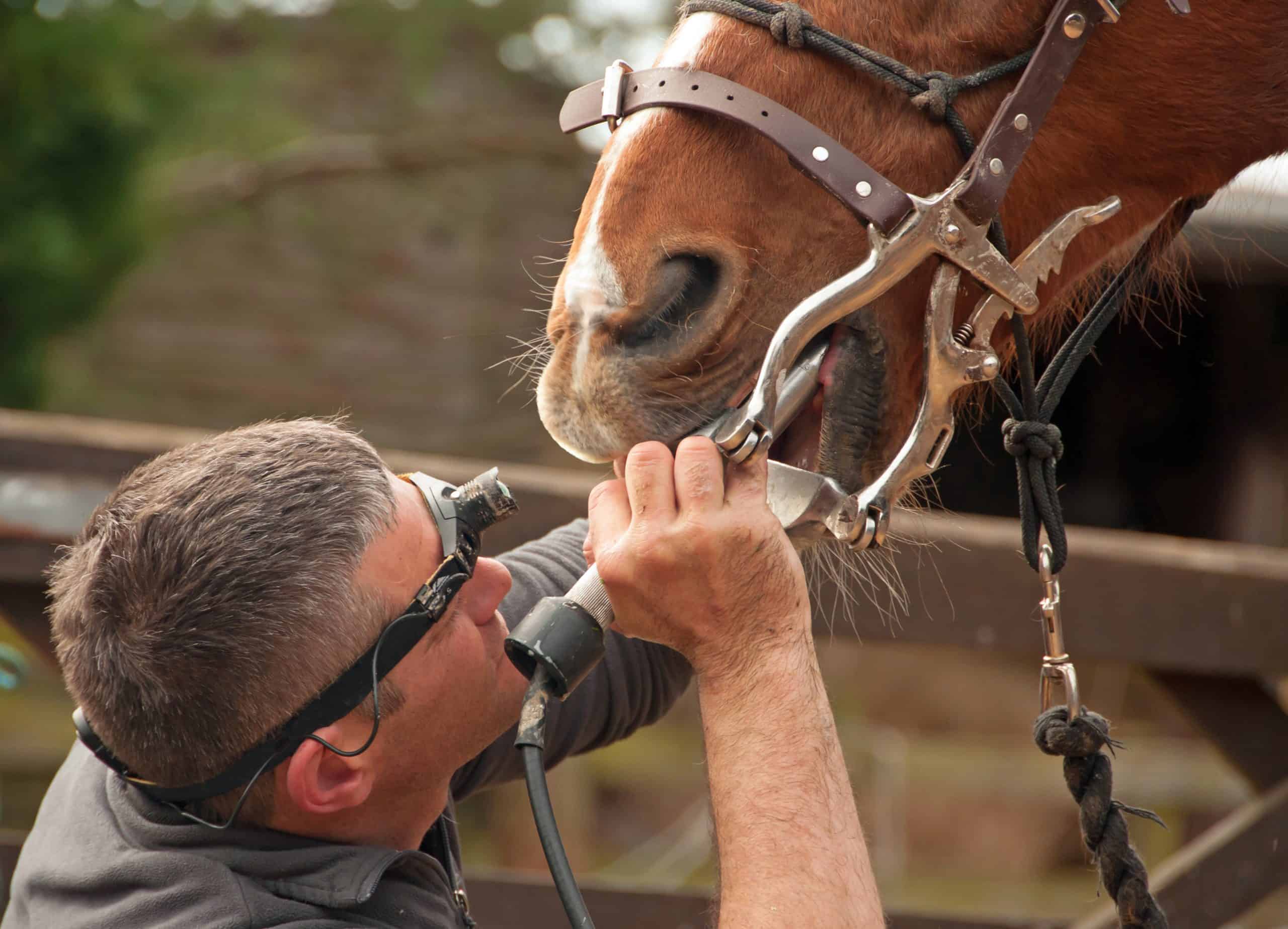 Dental treatment from an equine professional