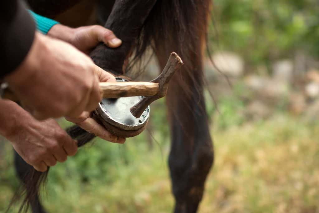 Farrier at work on horses hoof