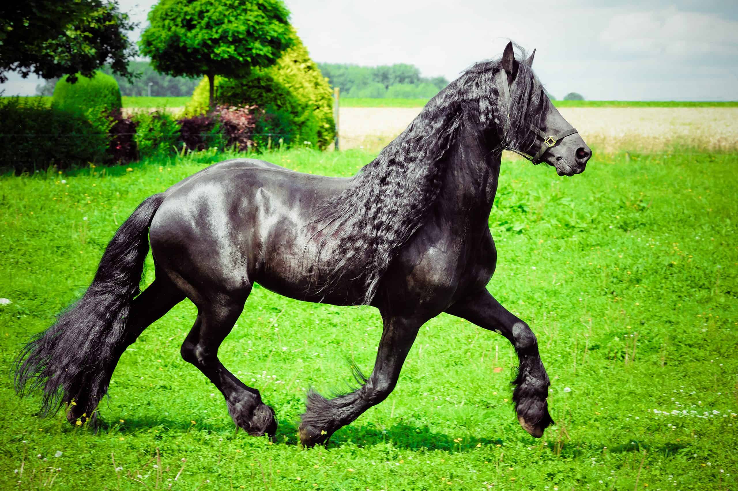 Beautiful friesian stallion running in meadow