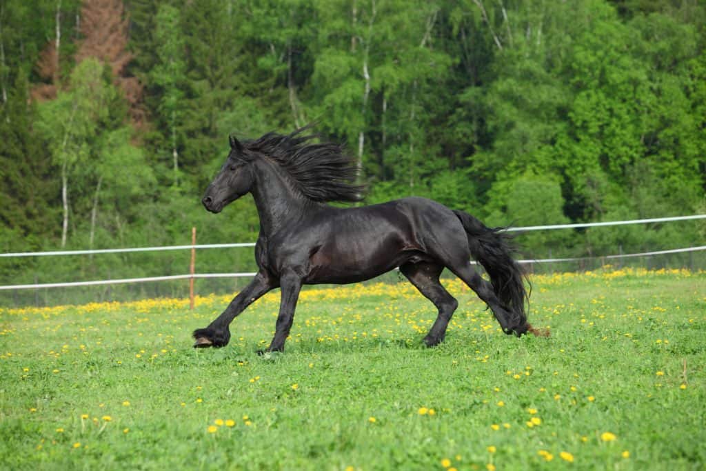 horse breeds for larger riders
