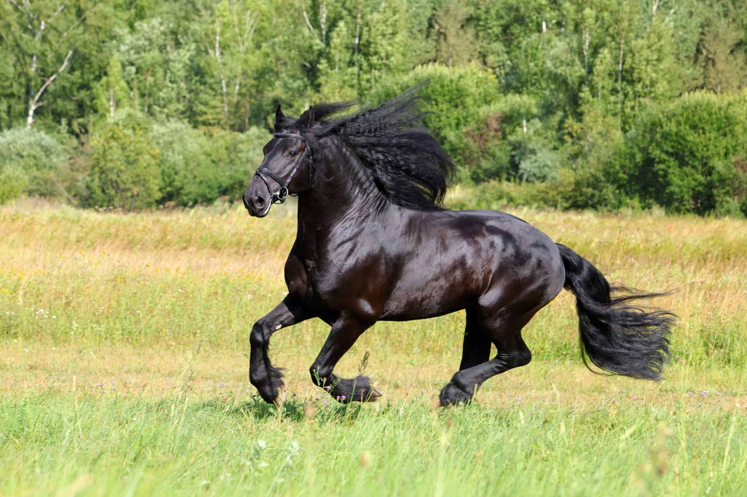 Friesian black horse with long mane in summer meadow background