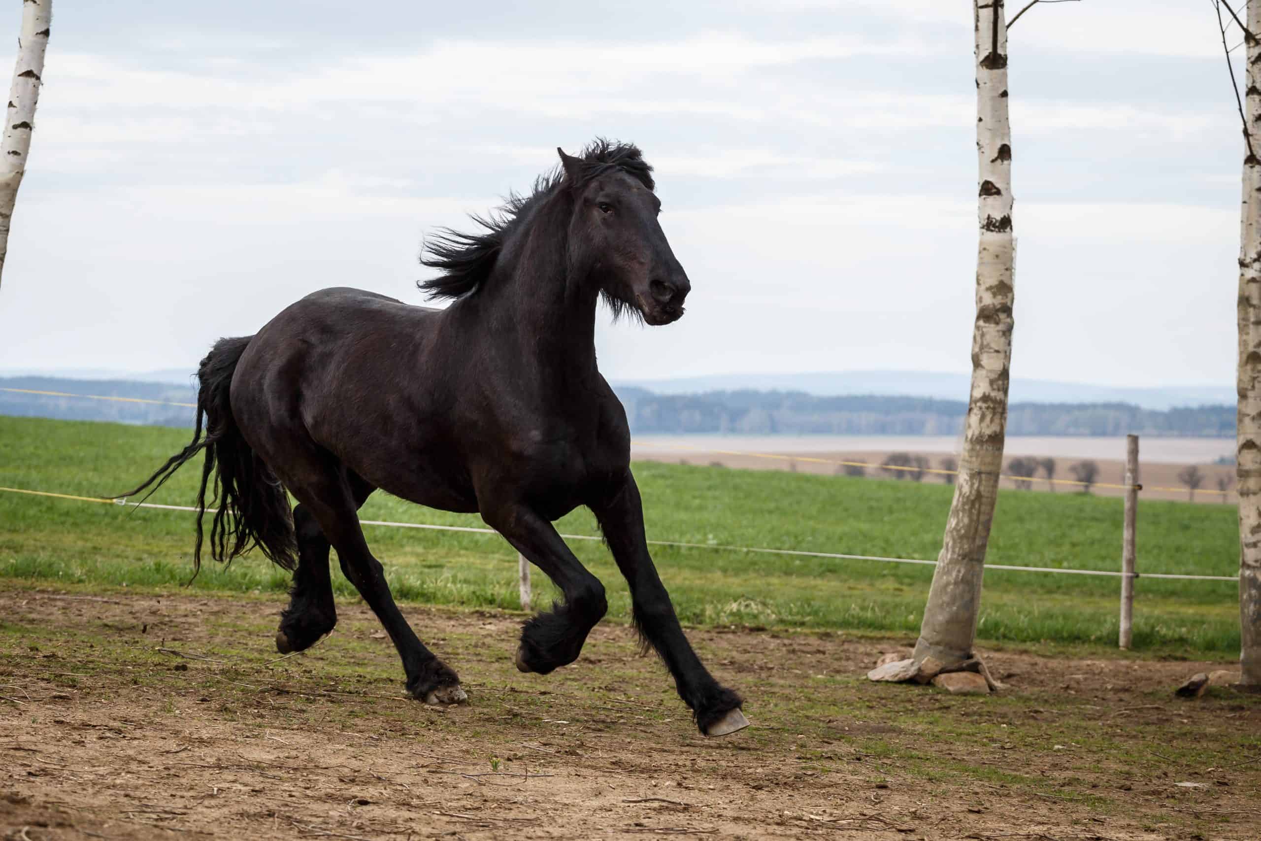 equine running. Friesian black horse runs gallop.