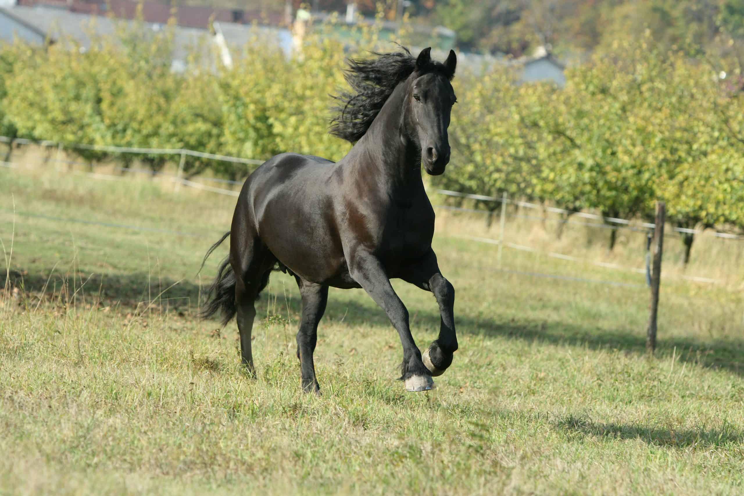 mare running in Autumn